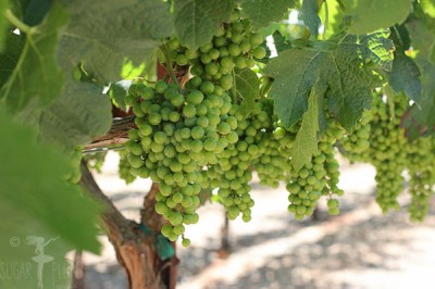 Sonoma Chardonnay